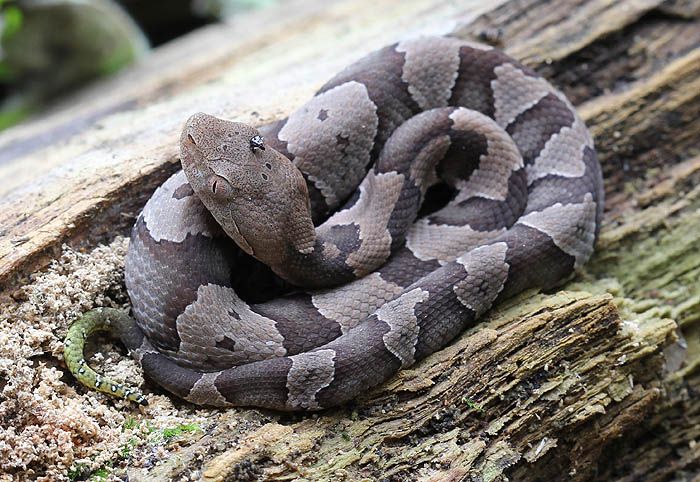 Copperhead